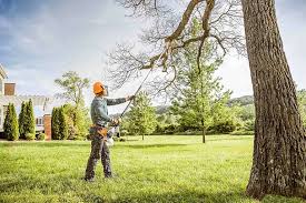 Best Emergency Tree Removal  in Mesilla, NM